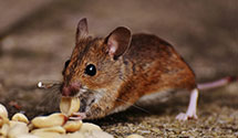 24 Hour & Emergency Exterminators in East Hampton, CT